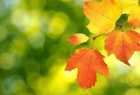 1710239287503127.png image.png