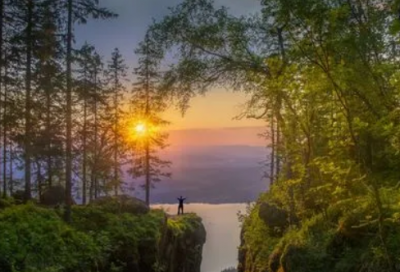 ​苦木的功效与作用