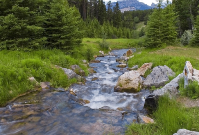 ​溪黄草的功效与作用
