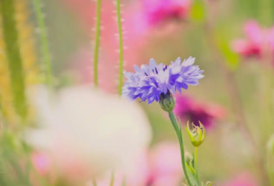 ​写关于花的日记