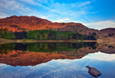 ​芸香草的功效与作用