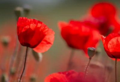 ​读狼图腾有感1000字