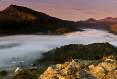 ​《紫藤萝瀑布》读后感600字