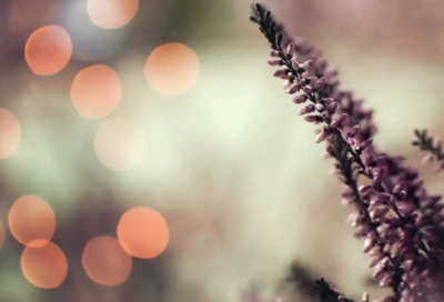 ​春天寄语简短