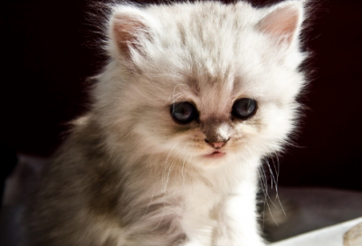 好听的名字恬静（精选取名4386个）