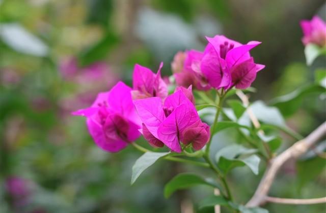 以水果起的网名(精选178个) 以水果起的网名(精选178个)