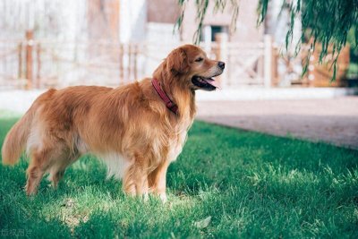 ​“生命的奇迹：一只名叫奇迹的狗狗的故事”