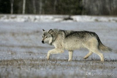 ​《民间故事》大灰狼
