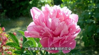 ​成语故事：天女散花