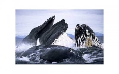 ​丽水美食新店文案抖音（小店美食宣传语）