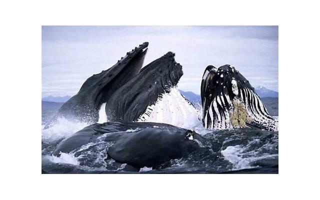 丽水美食新店文案抖音（小店美食宣传语）