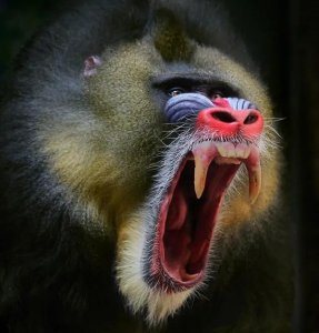 ​聊斋故事《山魈》：书生夜宿山寺，山魈化鬼惊魂