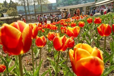 ​百花仙子的故事