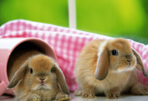 1686950693855970.png image.png