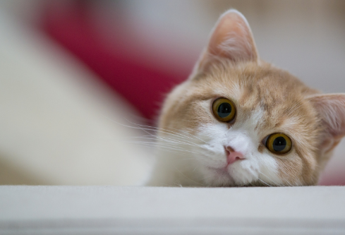 1686956517344761.png image.png