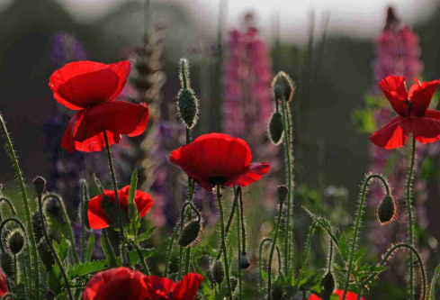 1687302986864624.png image.png