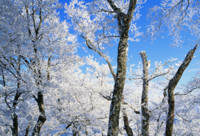 ​山中留客张旭赏析（山中留客的译文和注释）