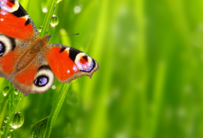 ​别人过生日怎么祝福四字成语