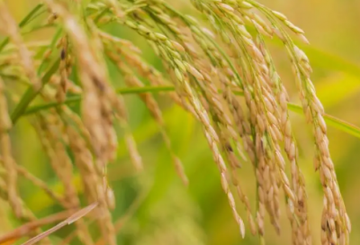 ​给自己生日祝福语大全-59句