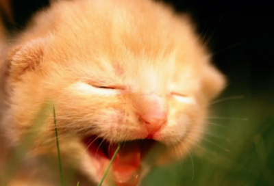 ​幽默恶搞的生日祝福语-51句