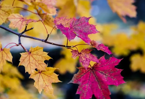 1688717342585661.png image.png