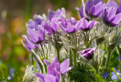 ​简短的爸爸生日祝福语-55句