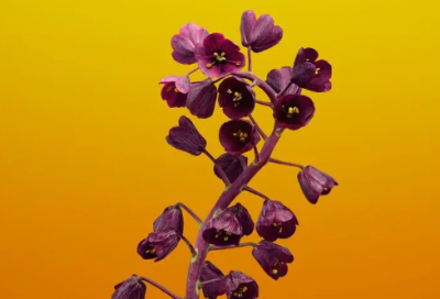 ​结婚礼包祝福语-55句