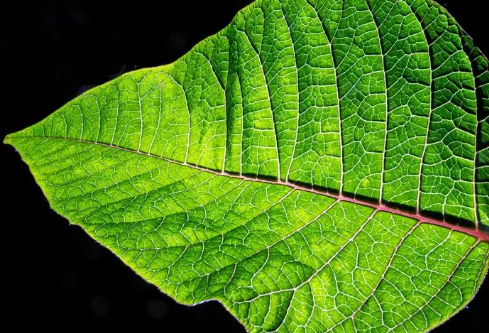 1688774318295182.png image.png