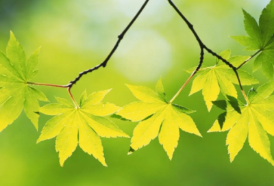 ​给男友妈妈的祝福语-41句