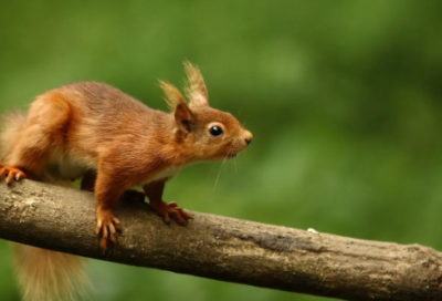 ​押韵的生日祝福语大全-52句