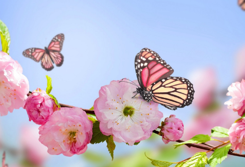 1688838186441343.png image.png