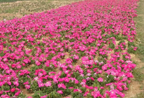 1688963440123889.png image.png