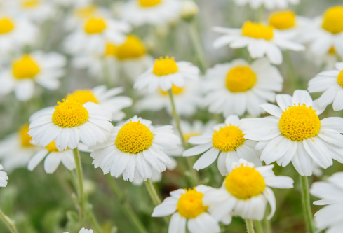 1689026531644476.png image.png