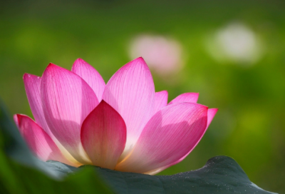 ​一叶障目不见泰山的意思是什么 (一叶障目的寓言故事)