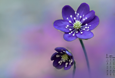 ​白雪公主的故事原文完整版（白雪公主的故事是什么）