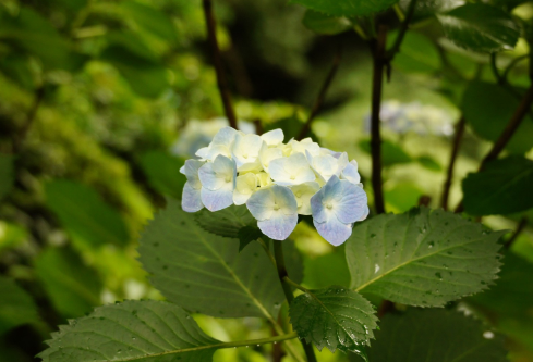 1689033534436448.png image.png