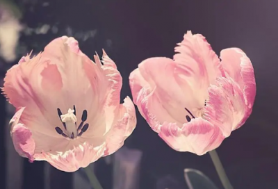 ​有关马的成语故事有哪些（与马有关的成语典故）