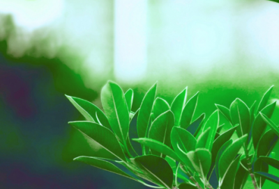 ​打草惊蛇的典故是什么（打草惊蛇故事内容简介）