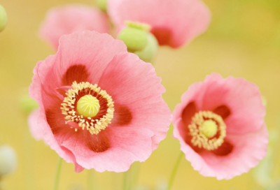 ​沈括的故事主要内容（沈括的励志故事）