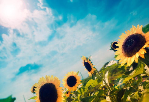 1689063234649269.png image.png