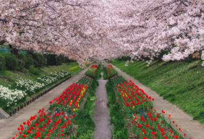 ​胸有成竹的意思是什么（胸有成竹的故事及寓意）