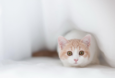 ​以逸待劳的意思是什么（以逸待劳的意思及故事）