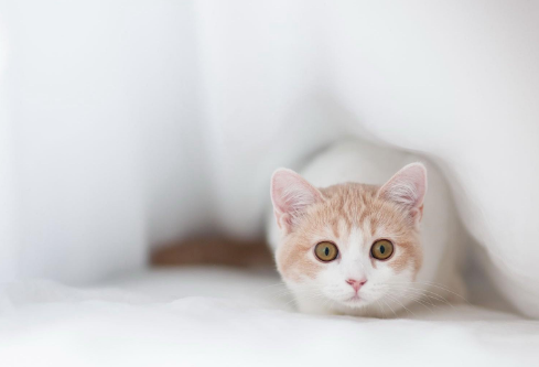 1691121231503298.png image.png