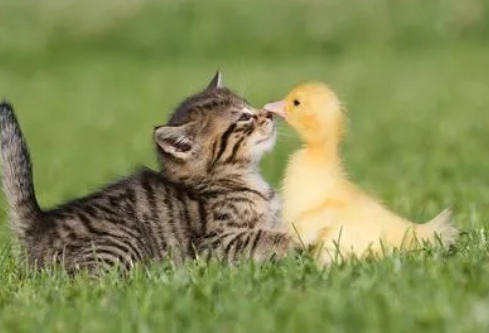 1691121729373944.png image.png