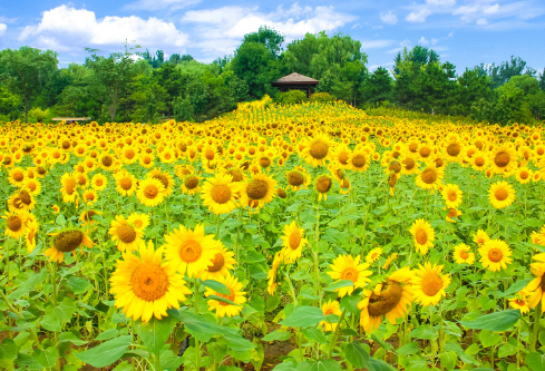 1691123553329325.png image.png