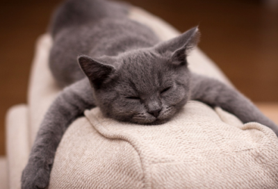 ​草木皆兵的故事简短（草木皆兵成语故事简写）