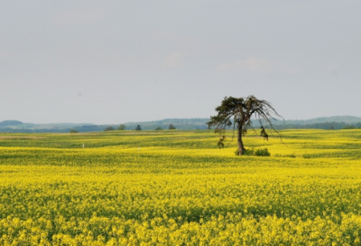 ​有关保护动物作文范文