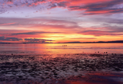 ​描写秋菊的作文范文精选