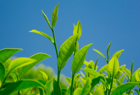 1691774333852503.png image.png