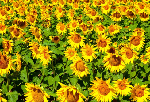 1691798562604432.png image.png